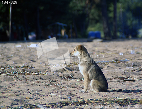 Image of Puppy sitting on the sand waits