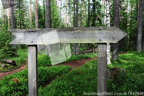 Image of  blank wooden pointer in the woods