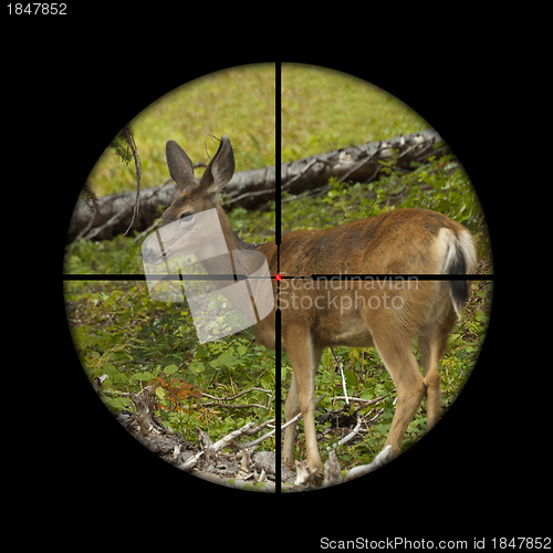 Image of Roe deer in crosshairs