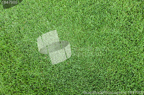 Image of Grass top view
