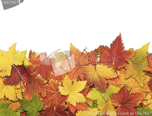 Image of Fall leaves with copy space
