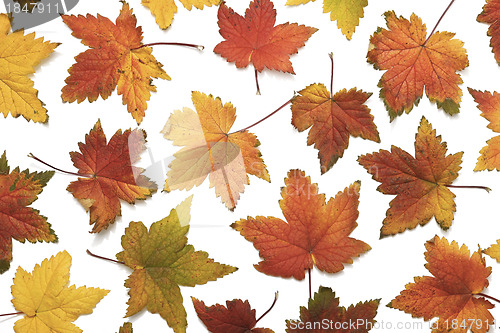 Image of autumn background