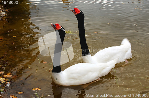 Image of Two Swans