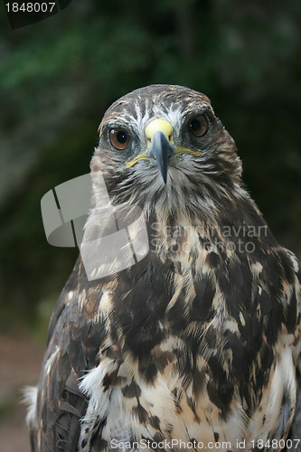 Image of  Eagle