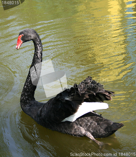 Image of swan