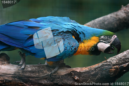 Image of parrot