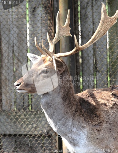 Image of deer