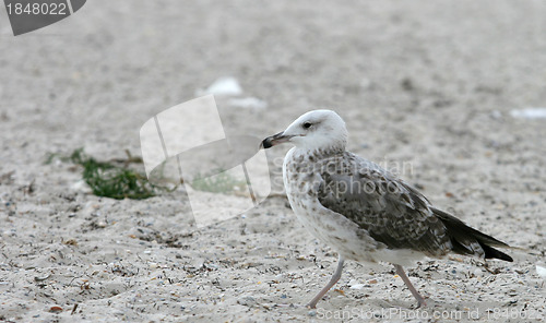 Image of seagull