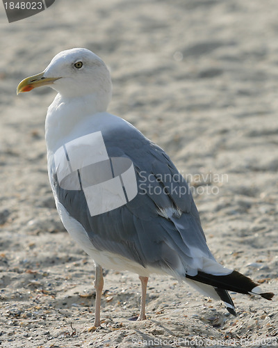 Image of gull