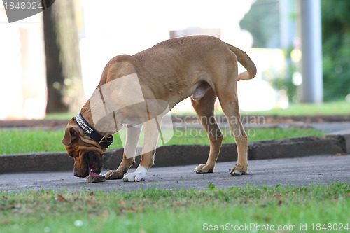 Image of dog 