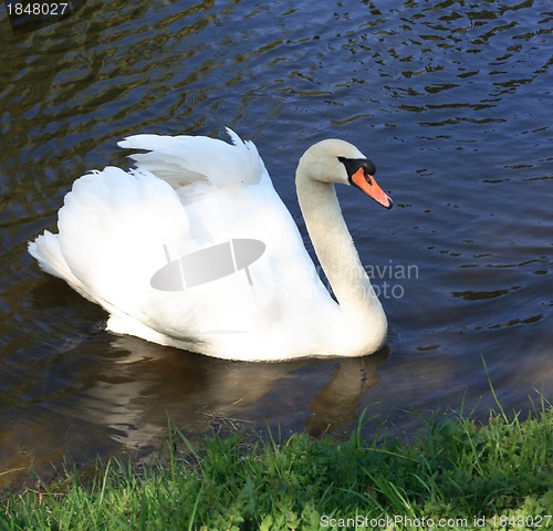 Image of swan