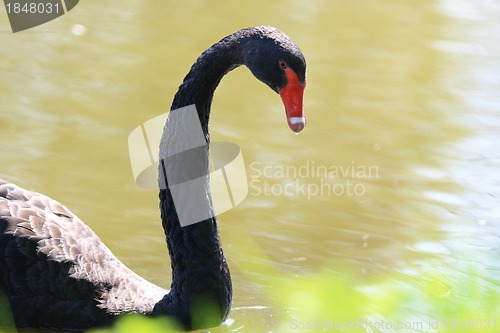 Image of swan