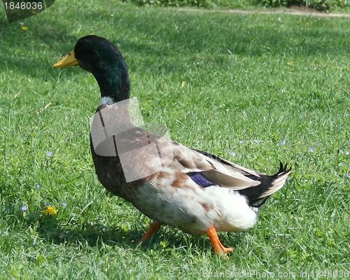 Image of  duck