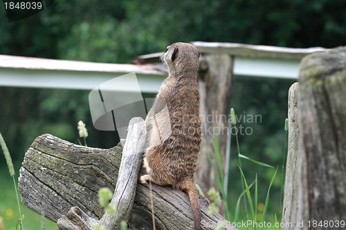 Image of Suricata 