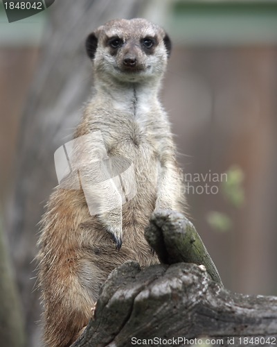 Image of Suricata suricatta