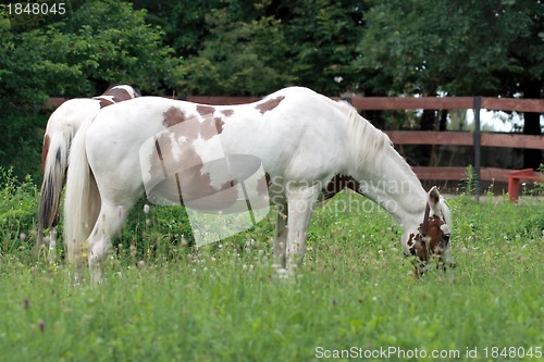 Image of Two horse