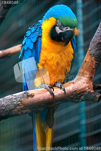 Image of parrot