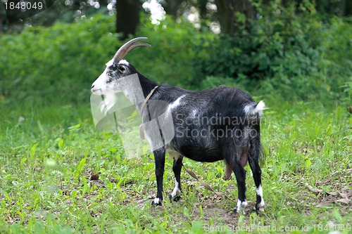 Image of goat 