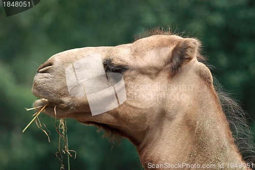 Image of Camel Chewing