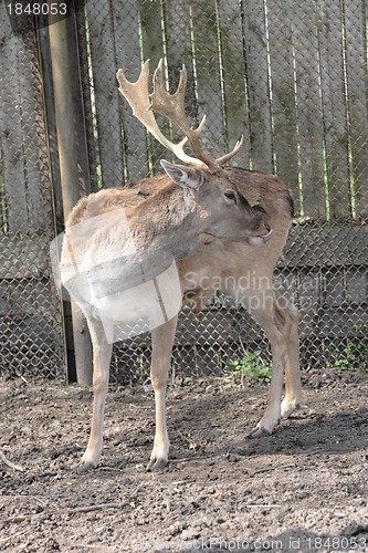 Image of deer