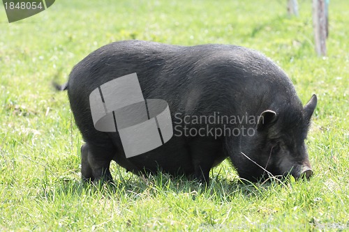 Image of pig