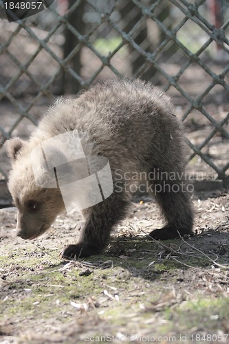 Image of  bear