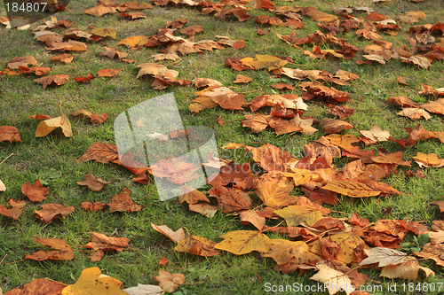 Image of Grass and leaf autumn carpet