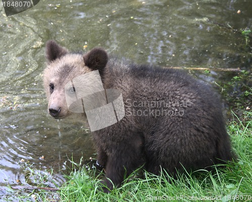 Image of small bear