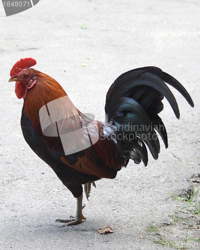 Image of Rooster