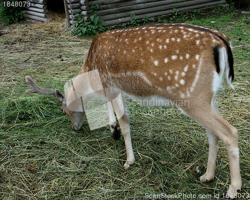 Image of  deer 