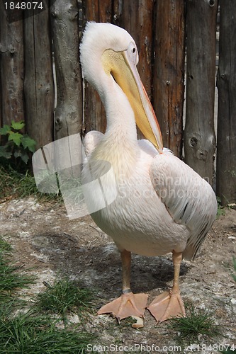 Image of pelican