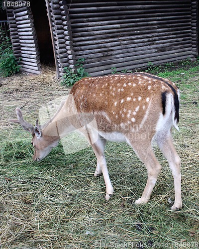 Image of deer