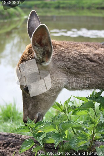 Image of deer