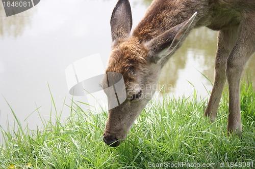 Image of deer 