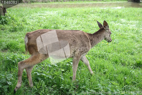 Image of deer