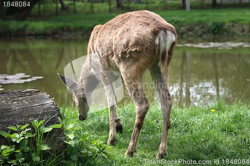 Image of deer