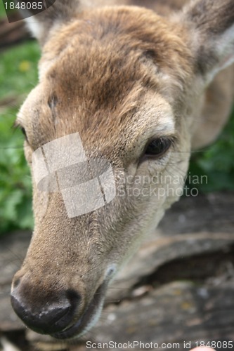 Image of deer