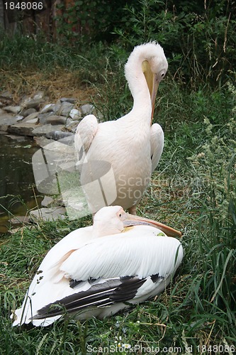Image of  pelican 