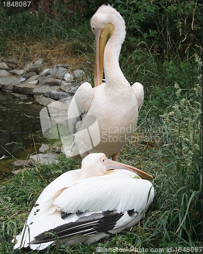 Image of pelican