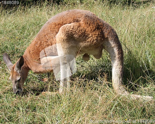 Image of  kangaroo 