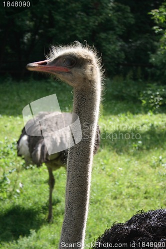 Image of ostrich