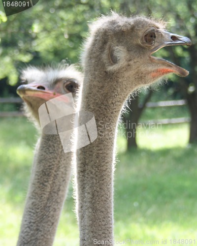 Image of ostrich