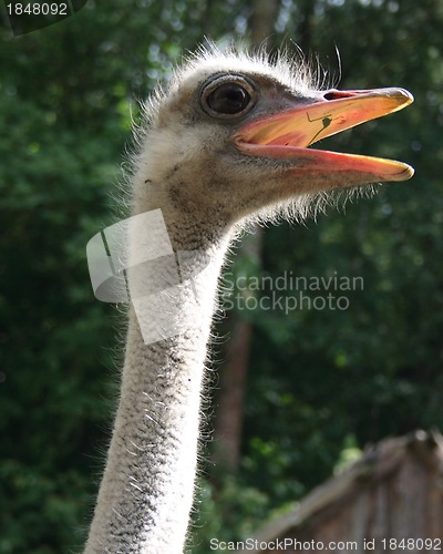 Image of  ostrich 