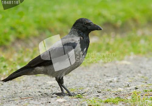 Image of Hooded Crow