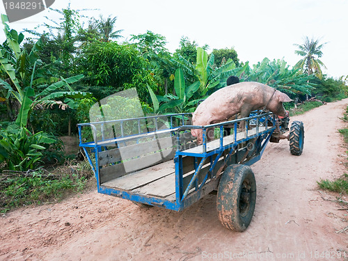 Image of Pig on its way to the butcher