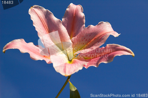 Image of Pink Lilly