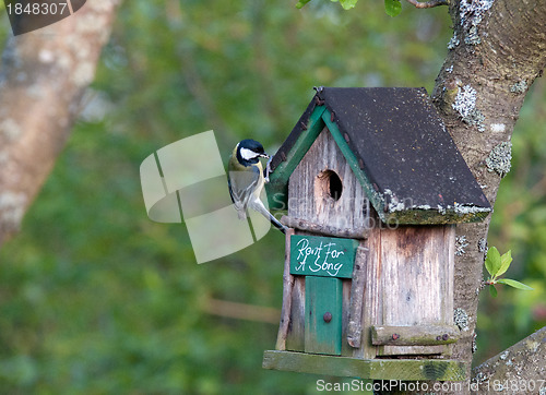 Image of Bird at nest box