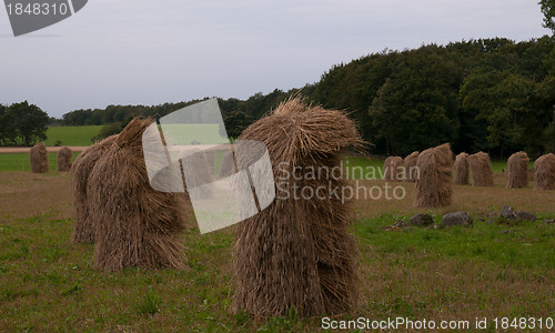 Image of Barley shieves in stack