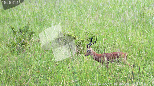 Image of Impala in tall grass