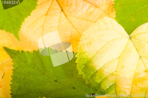 Image of Yellow and green fallen down leaves, background